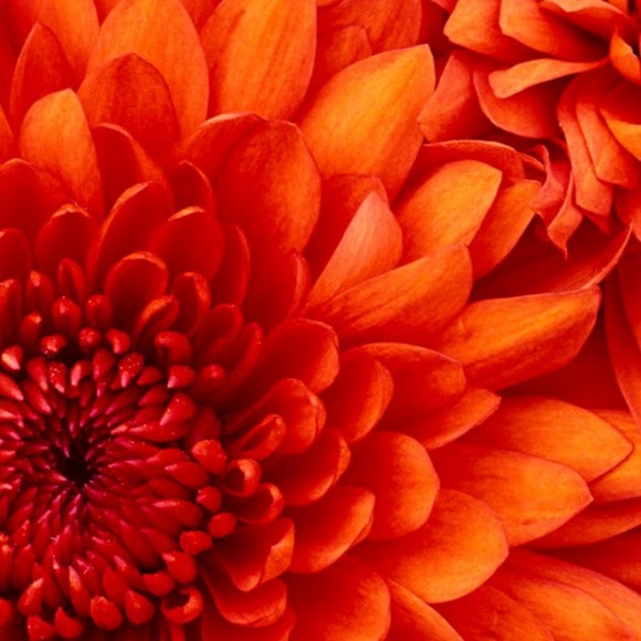 Meet your Posher, Cristina - Picture 1 of 1